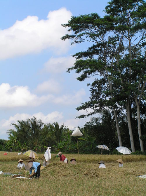 2005_indonesiatrip_230_2